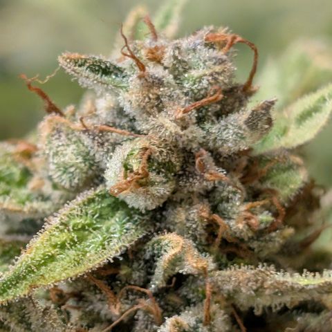 Fog Dog '24 DOC #2 growlog timeline photo