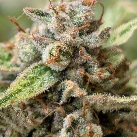 Fog Dog '24 DOC #2 growlog timeline photo