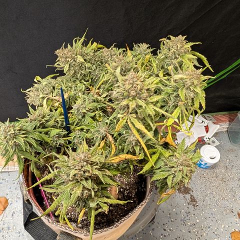 Fog Dog '24 DOC #2 growlog timeline photo
