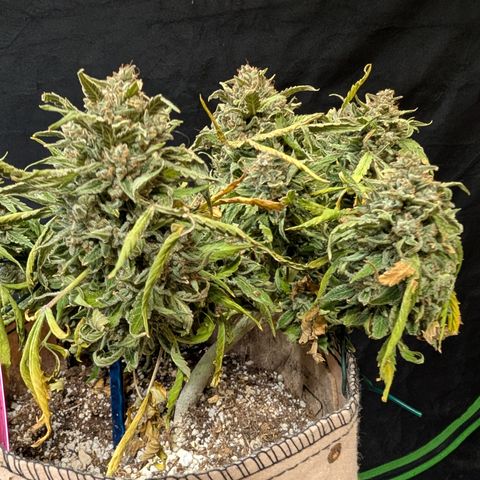 Fog Dog '24 DOC #2 growlog timeline photo