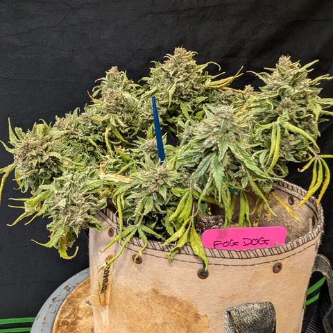 Fog Dog '24 DOC #2 growlog timeline photo