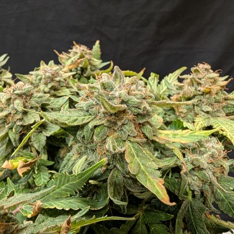 Sour RNA CBD '24 DOC growlog timeline photo
