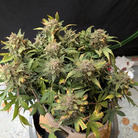 Sour RNA CBD '24 DOC growlog timeline photo