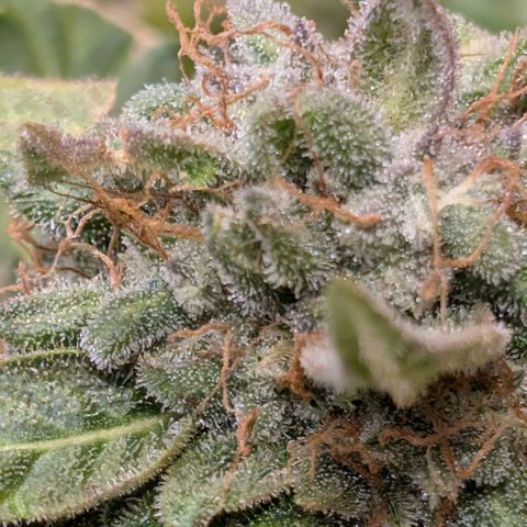Sour RNA CBD '24 DOC growlog timeline photo