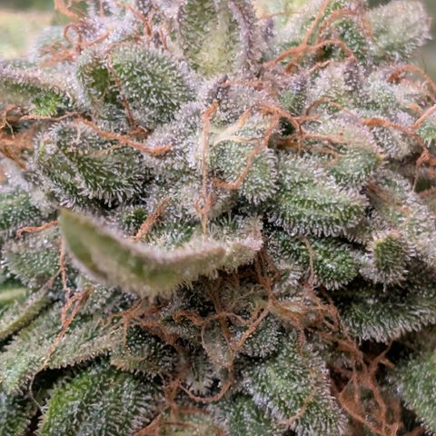 Sour RNA CBD '24 DOC growlog timeline photo