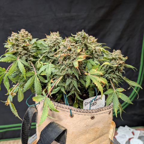 Sour RNA CBD '24 DOC growlog timeline photo