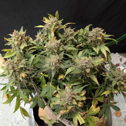 Sour RNA CBD '24 DOC growlog timeline photo