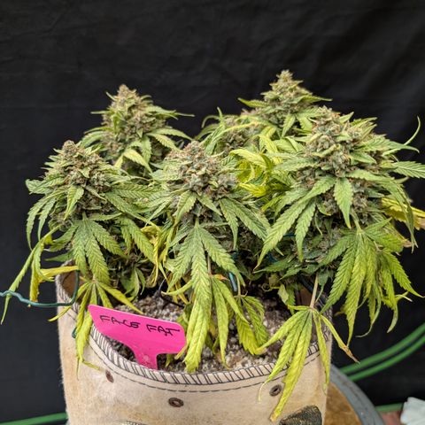 Face Fat '24 DOC #2 growlog timeline photo