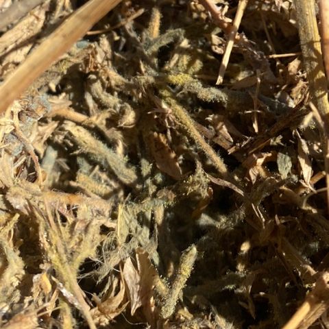 DiegoKushPurple  growlog timeline photo