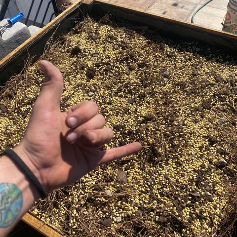 DiegoKushPurple  growlog timeline photo