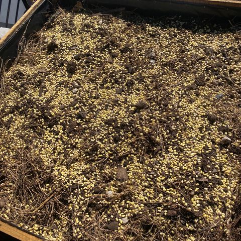 DiegoKushPurple  growlog timeline photo