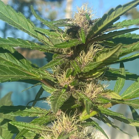 DiegoKushPurple  growlog timeline photo