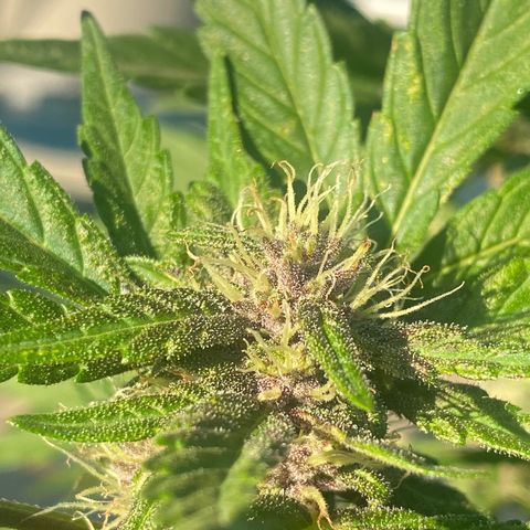 DiegoKushPurple  growlog timeline photo