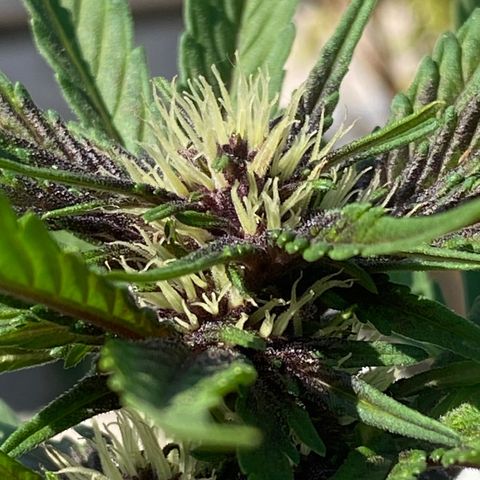 DiegoKushPurple  growlog timeline photo