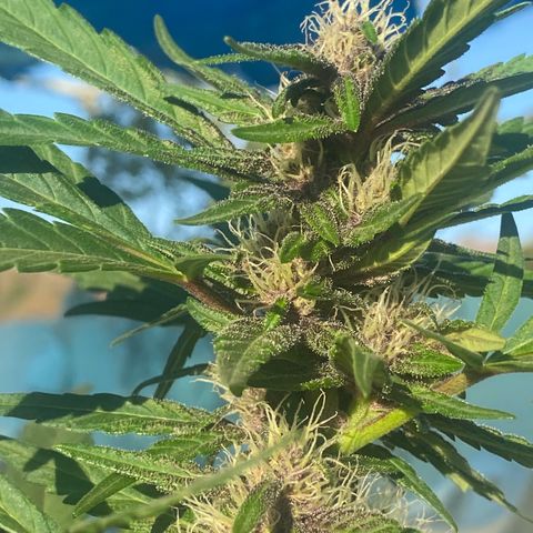 DiegoKushPurple  growlog timeline photo
