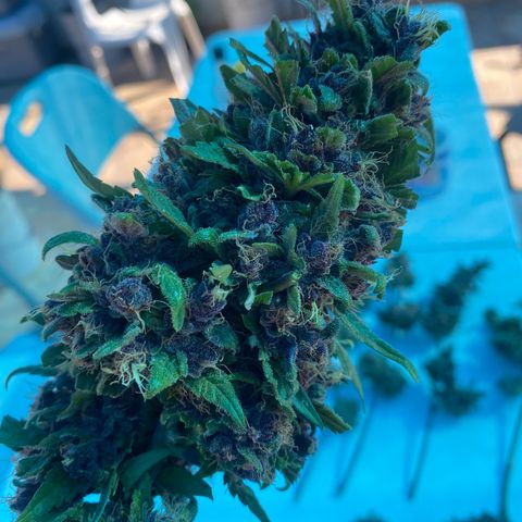 DiegoKushPurple  growlog timeline photo