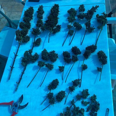 DiegoKushPurple  growlog timeline photo