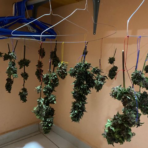 DiegoKushPurple  growlog timeline photo