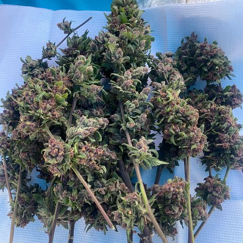 DiegoKushPurple  growlog timeline photo