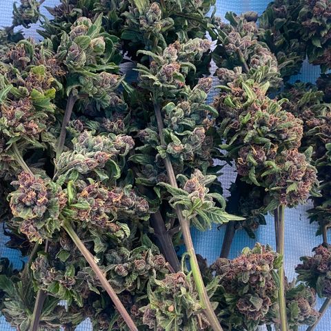 DiegoKushPurple  growlog timeline photo