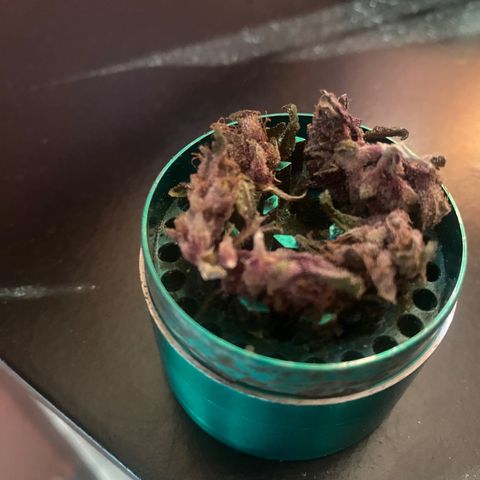 DiegoKushPurple  growlog timeline photo