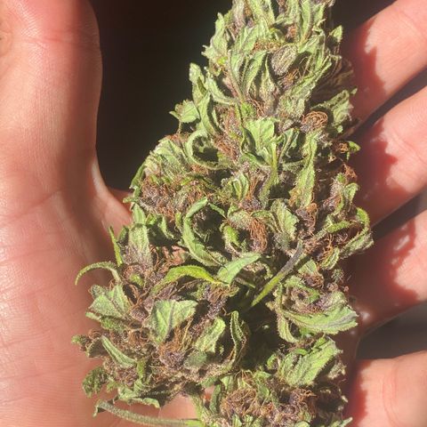 DiegoKushPurple  growlog timeline photo