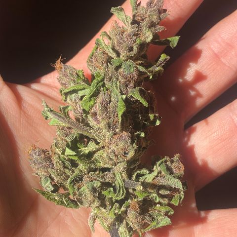 DiegoKushPurple  growlog timeline photo