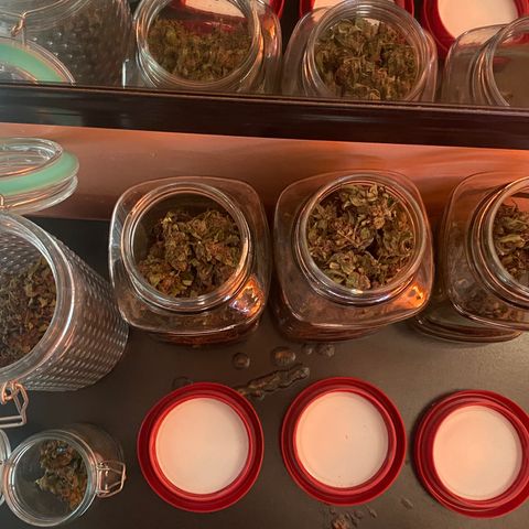DiegoKushPurple  growlog timeline photo