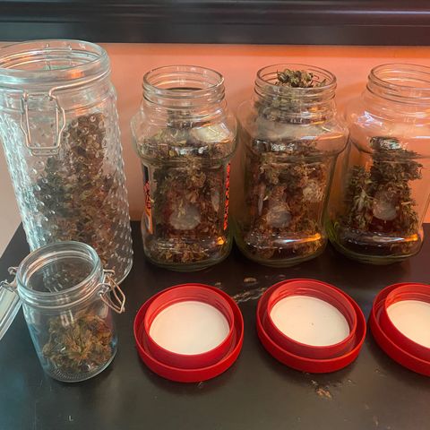 DiegoKushPurple  growlog timeline photo