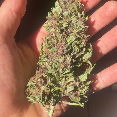 DiegoKushPurple  growlog timeline photo
