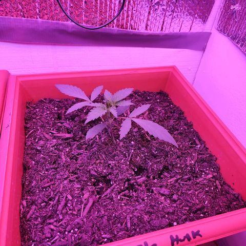 Purple Hulk autoflower  growlog timeline photo