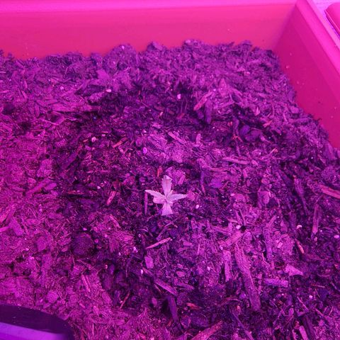 Purple Hulk autoflower  growlog timeline photo