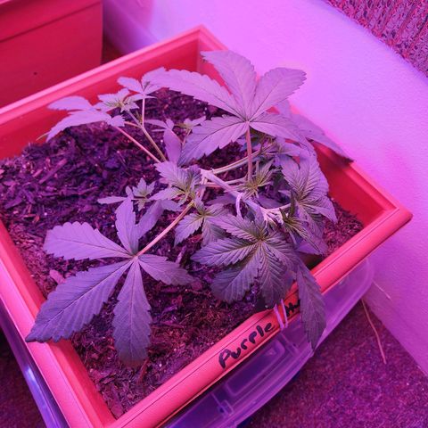 Purple Hulk autoflower  growlog photo: Starred Lst on Plant #1 