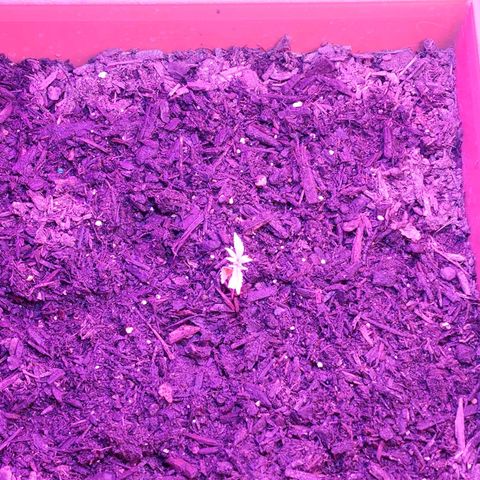 Purple Hulk autoflower  growlog photo: Plant #2 not doing well? 