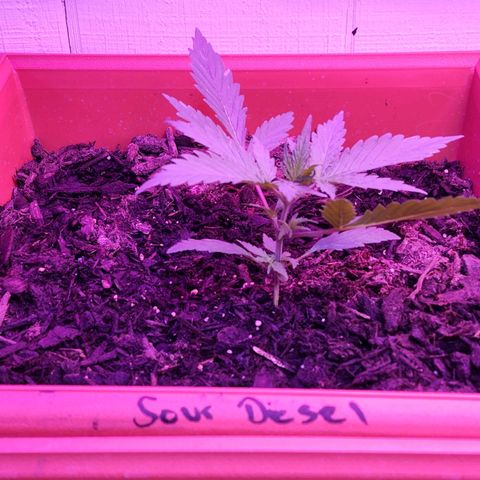 Sour Diesel Auto growlog photo: Plant #1
