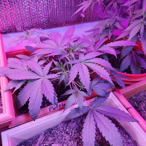 Purple Hulk autoflower  growlog timeline photo