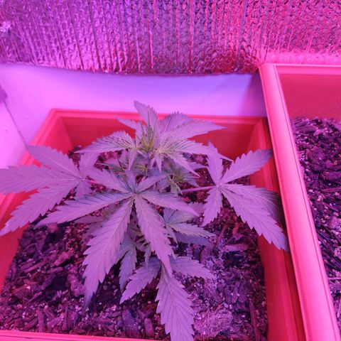 Sour Diesel Auto growlog timeline photo