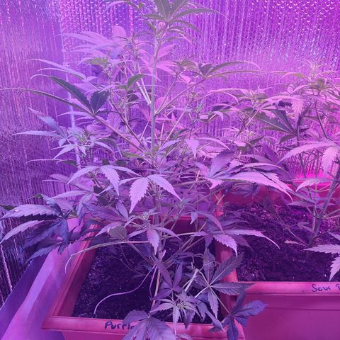 Purple Hulk autoflower  growlog timeline photo