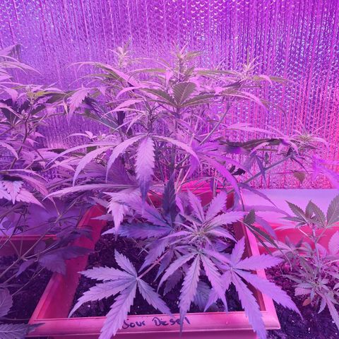 Sour Diesel Auto growlog timeline photo