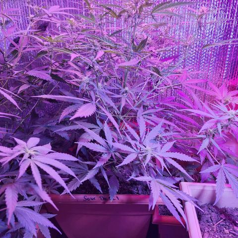 Sour Diesel Auto growlog timeline photo