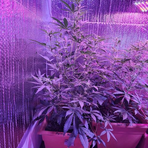 Purple Hulk autoflower  growlog timeline photo