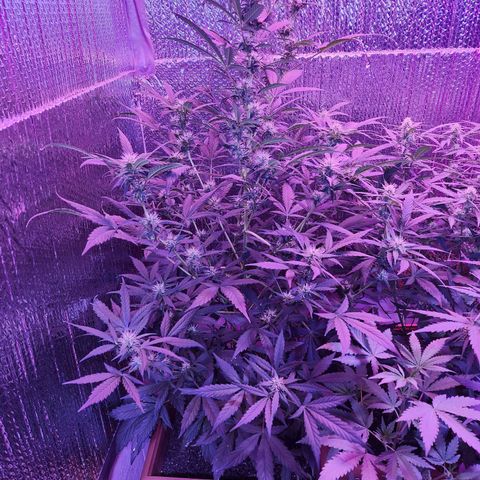 Purple Hulk autoflower  growlog timeline photo