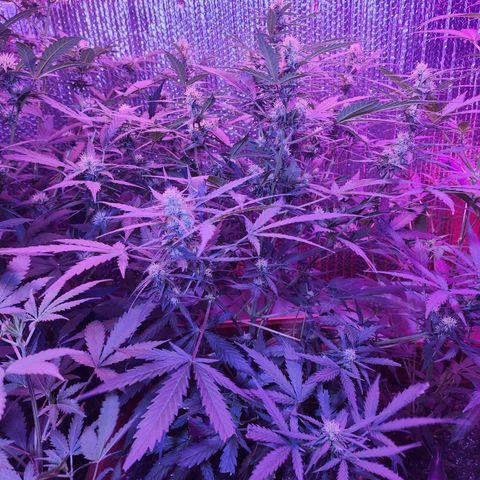 Sour Diesel Auto growlog timeline photo