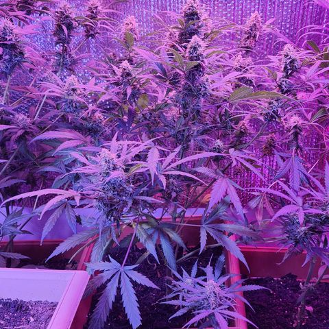 Sour Diesel Auto growlog timeline photo