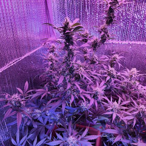 Purple Hulk autoflower  growlog timeline photo