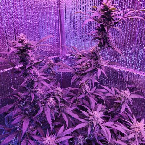 Purple Hulk autoflower  growlog timeline photo