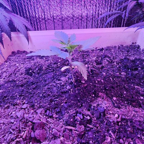 Laverne  growlog timeline photo