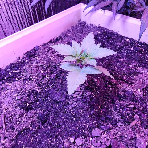 Laverne  growlog timeline photo