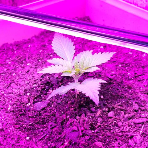 Shirley growlog timeline photo