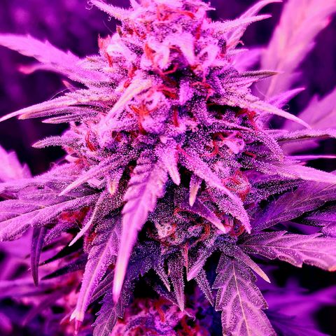 Sour Diesel Auto growlog timeline photo